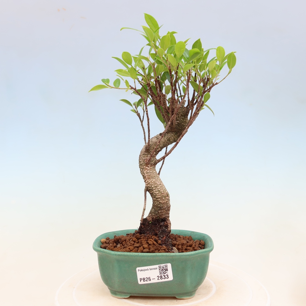 Kamerbonsai - Ficus kimmen - kleinbladige ficus