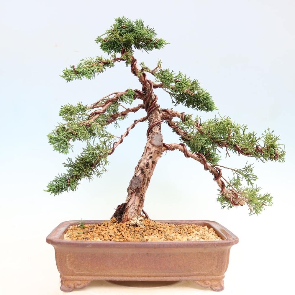 Bonsai voor buiten - Juniperus chinensis Kishu