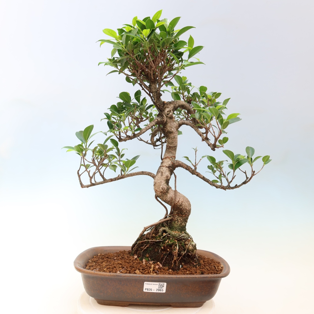 Kamerbonsai - Ficus kimmen - kleinbladige ficus
