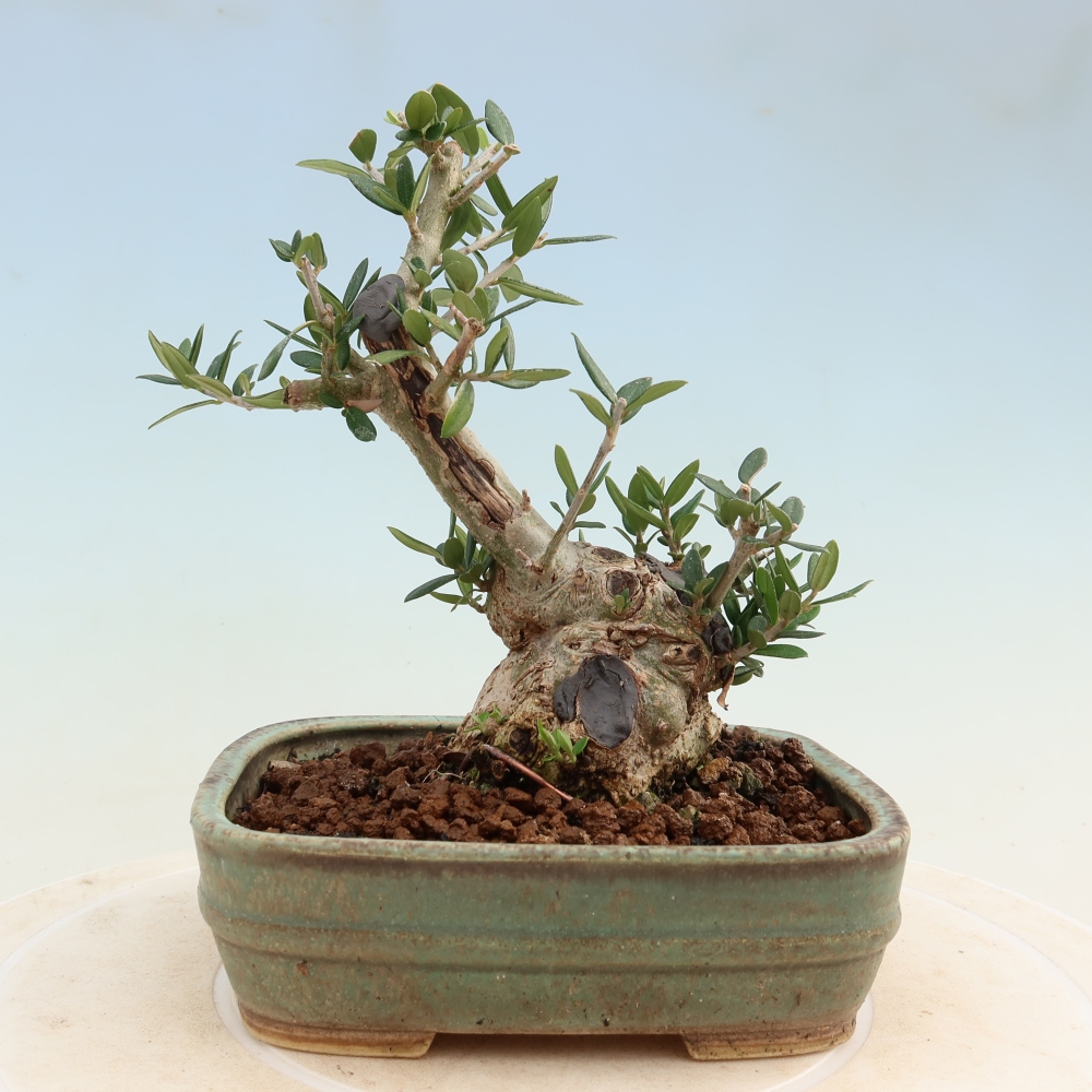 Bonsai voor binnen - Olea europaea sylvestris