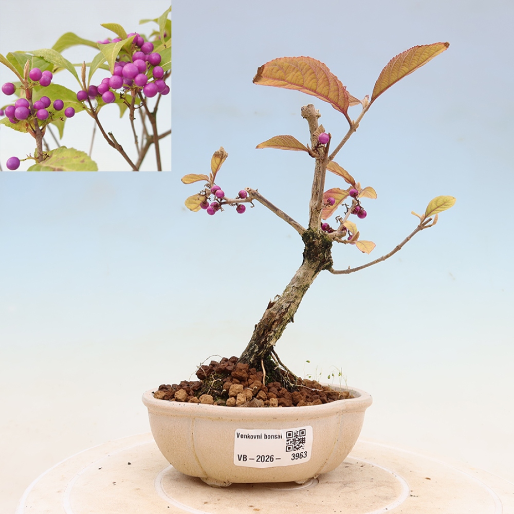 Bonsai voor buiten - Callicarpa bodinierova profusion