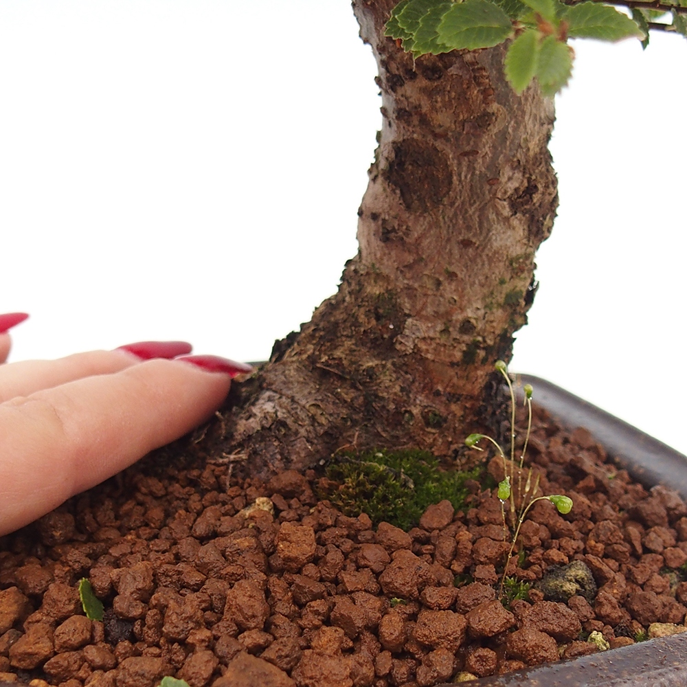 Bonsai voor buiten - Ulmus parvifolia Hokkaido - Chinese iep