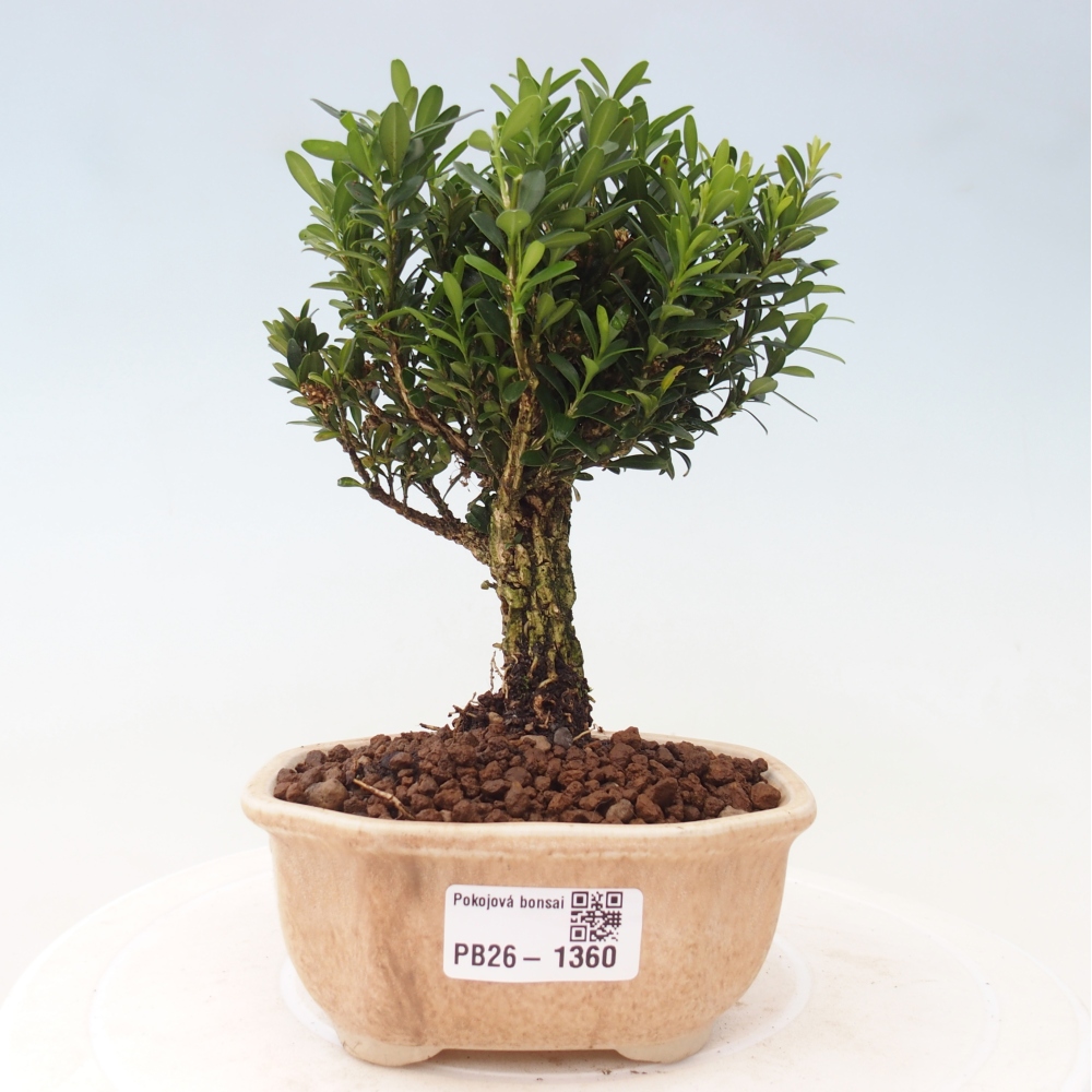 Kamerbonsai - Buxus harlandii - kurk buxus