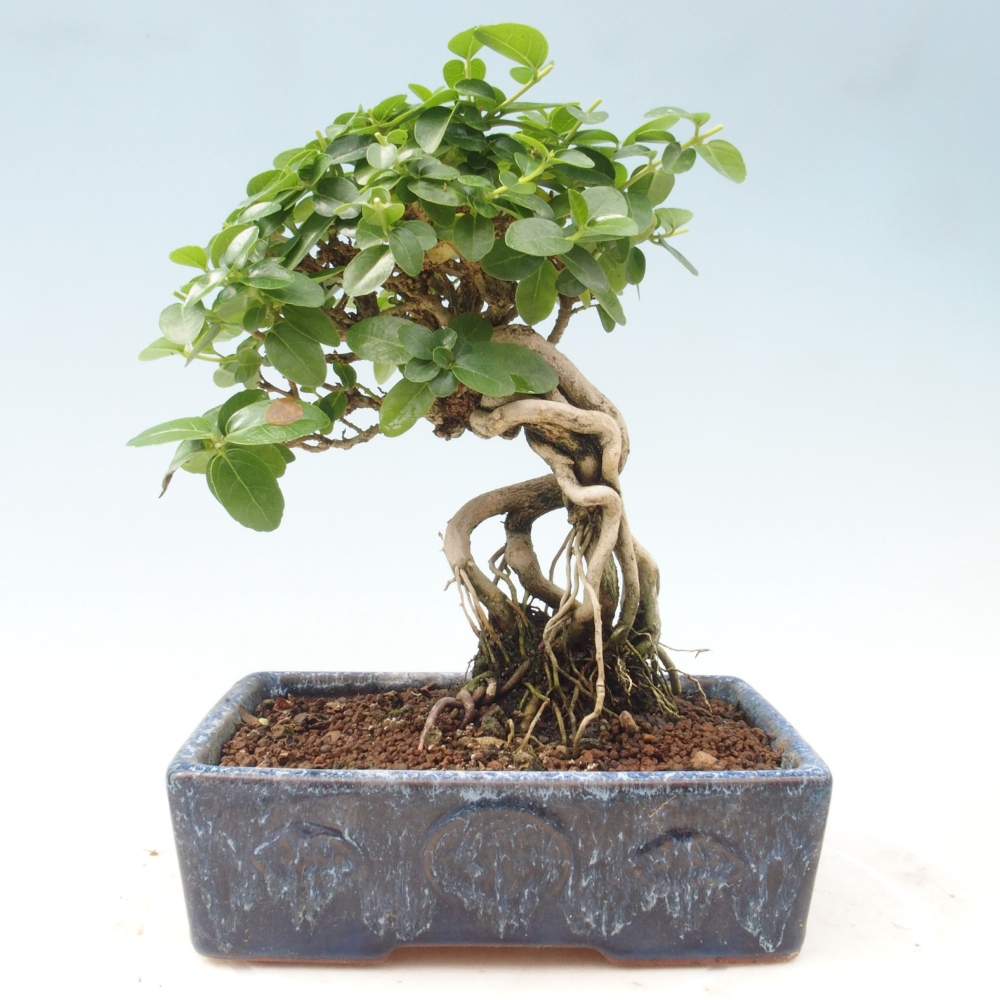 Bonsai voor binnen - Premna serratifolia - Kozlovna malolista
