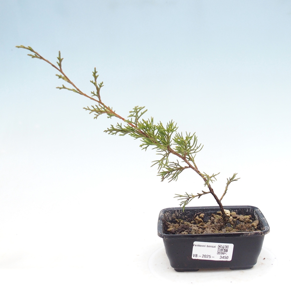 Bonsai voor buiten - Juniperus chinensis Itoigawa