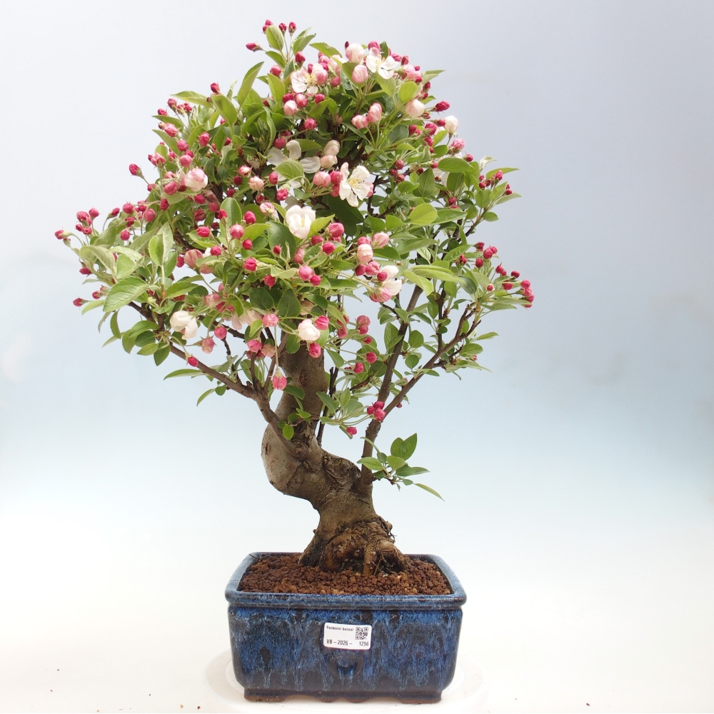 Bonsai voor buiten -Malus halliana - Appelboom met kleine vruchten