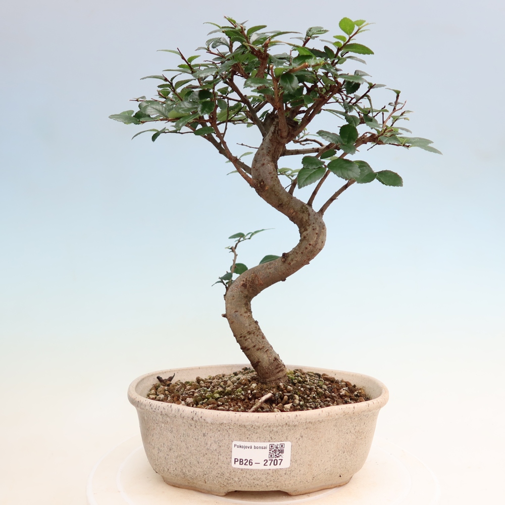 Kamerbonsai - Ulmus parvifolia - Winteriep