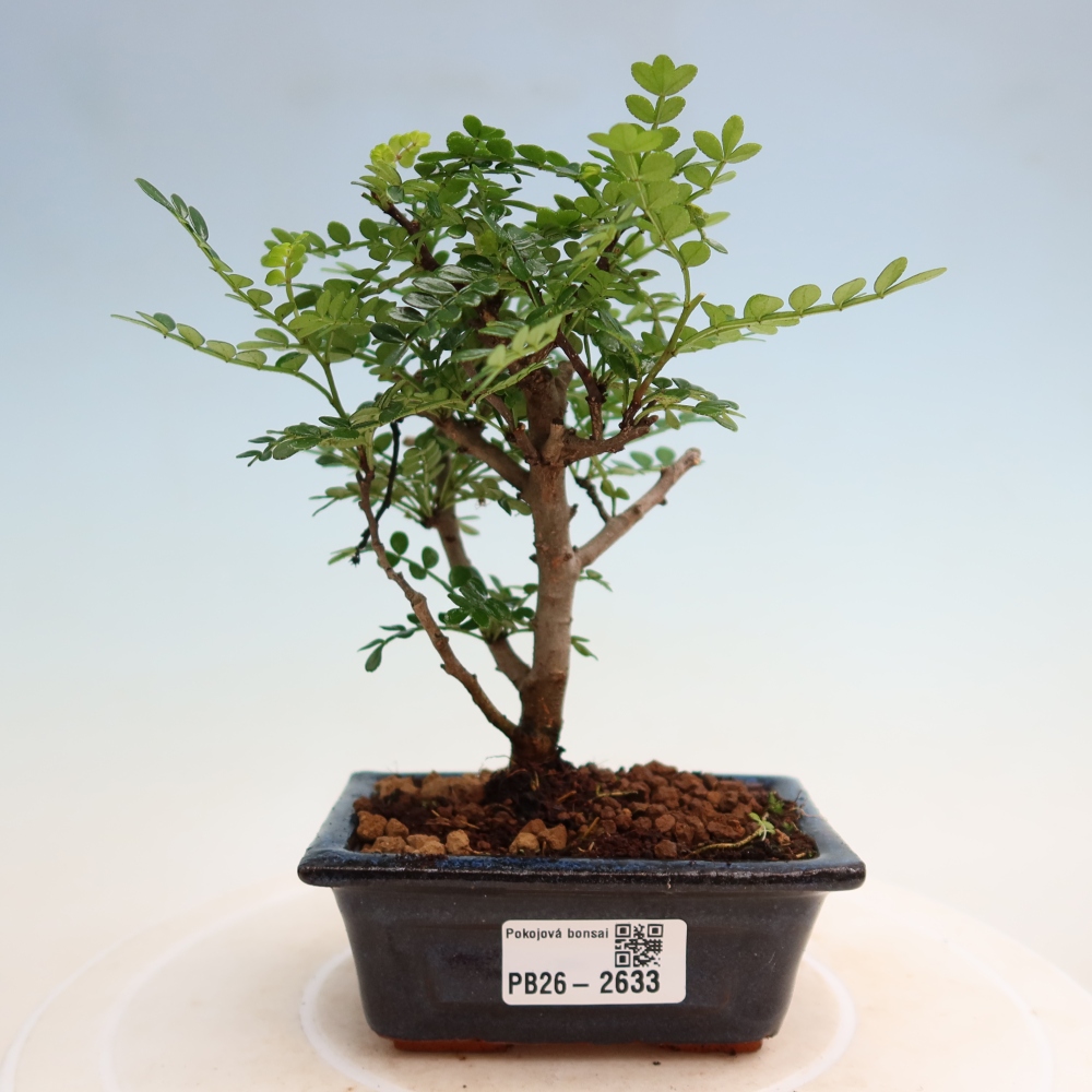 Kamerbonsai - Zantoxylum piperitum - peperboom