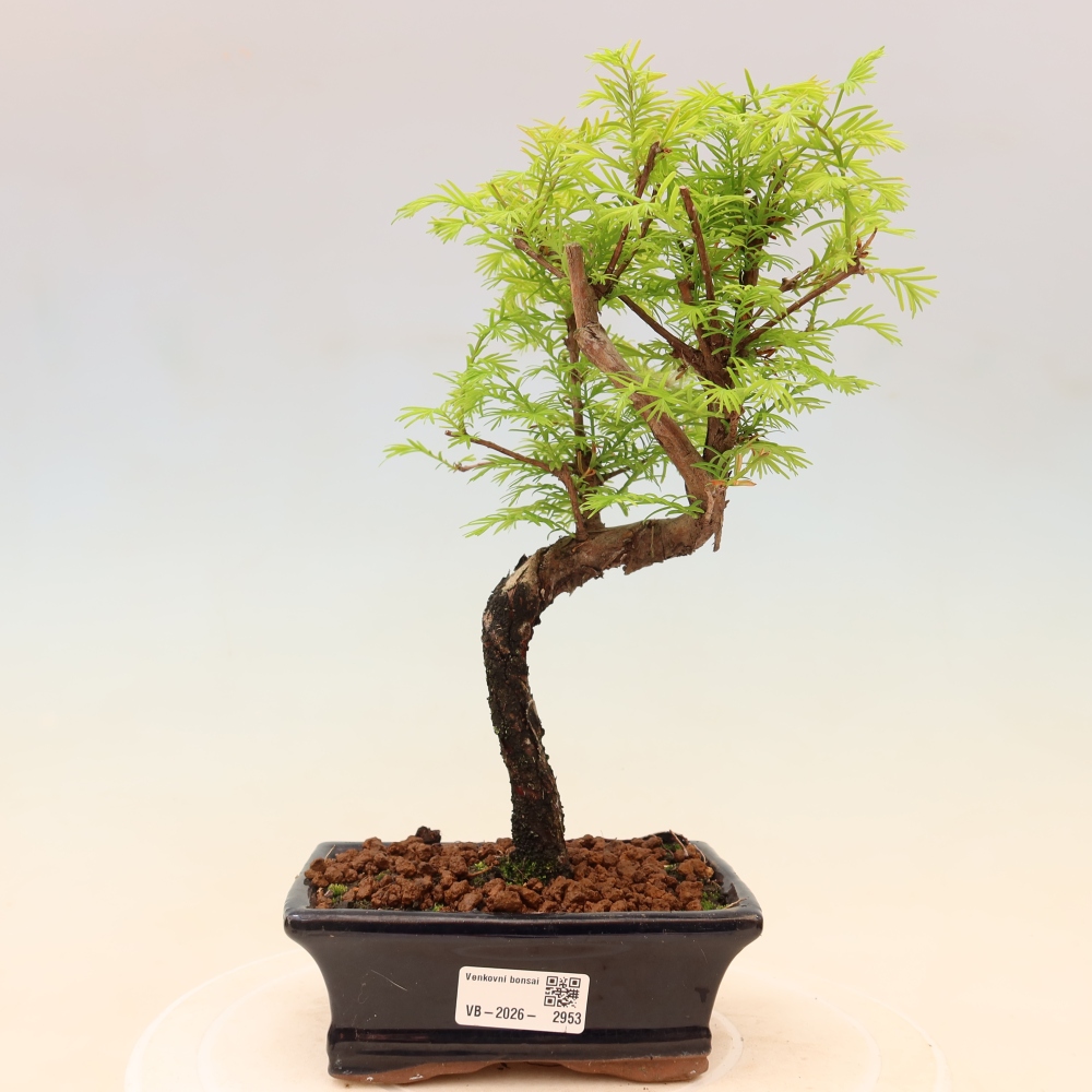 Bonsai voor buiten - Metasequoia glyptostroboides - Chinese Metasequoia