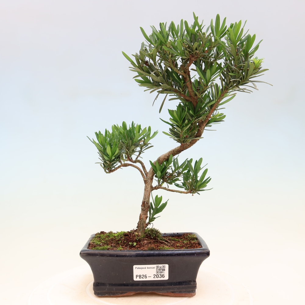 Kamerbonsai - Podocarpus - Taxus