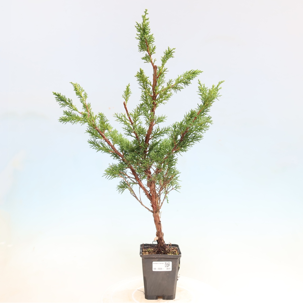 Bonsai voor buiten - Juniperus chinensis Kishu