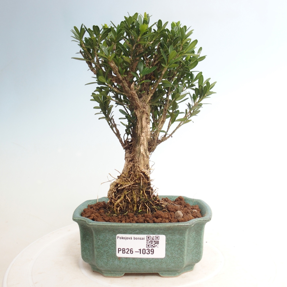 Kamerbonsai - Buxus harlandii - kurk buxus