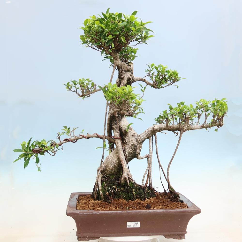 Kamerbonsai - Ficus kimmen - kleinbladige ficus