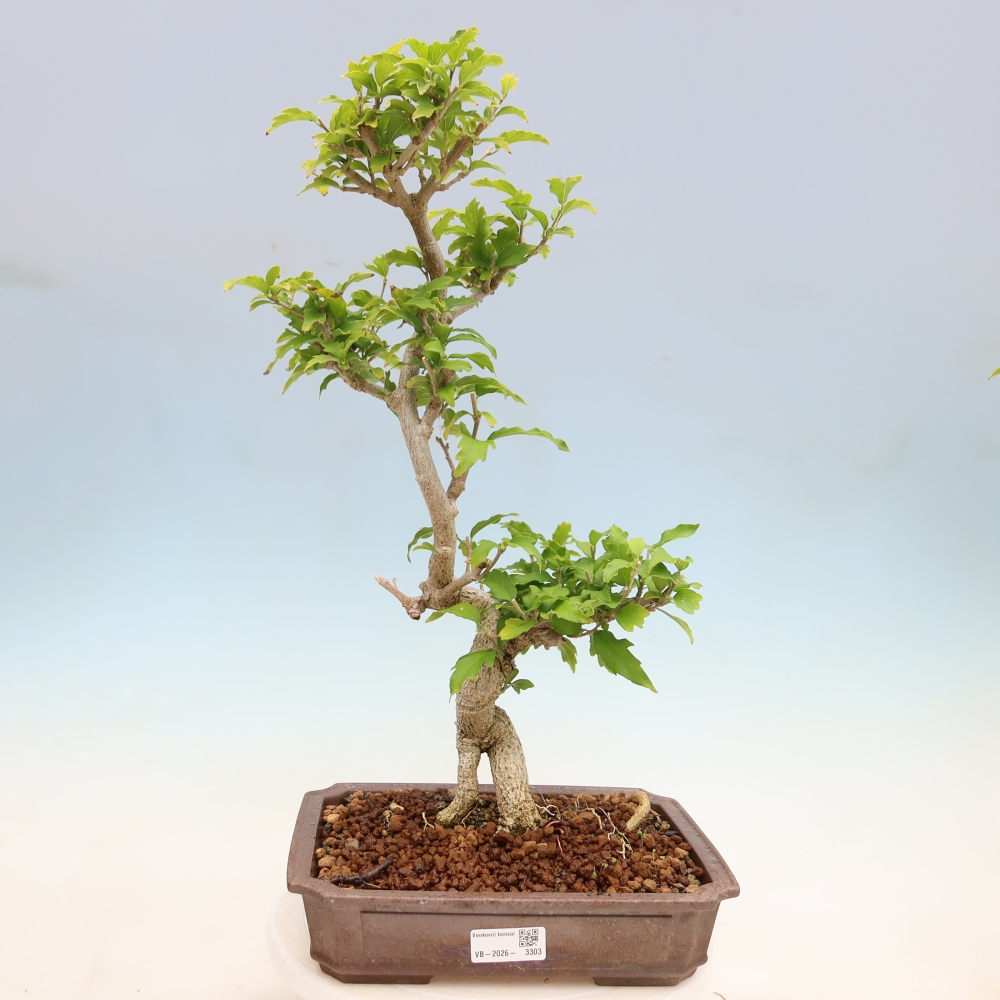 Bonsai voor buiten - Hibiscus syriacus - Syrische hibiscus