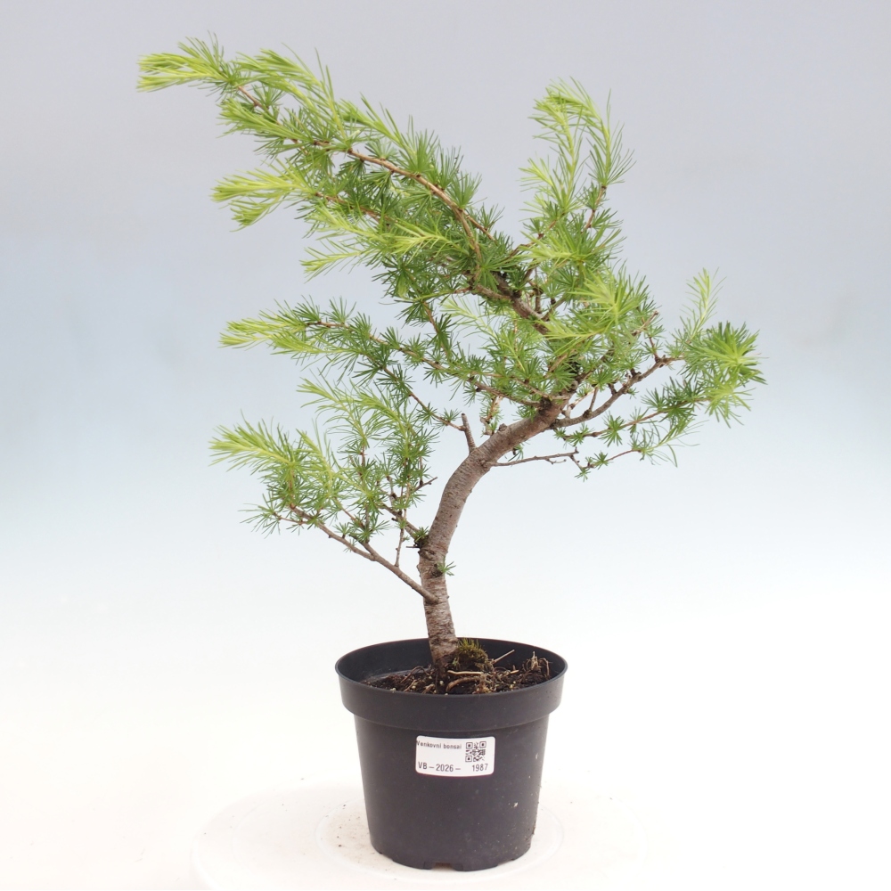 Bonsai voor buiten -Larix decidua - Lariks