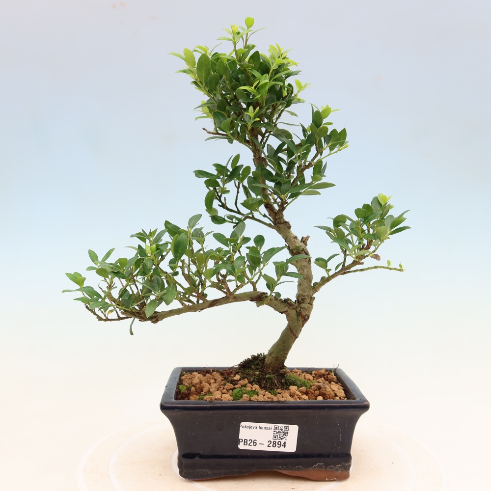 Kamerbonsai - Ilex crenata - Hulst