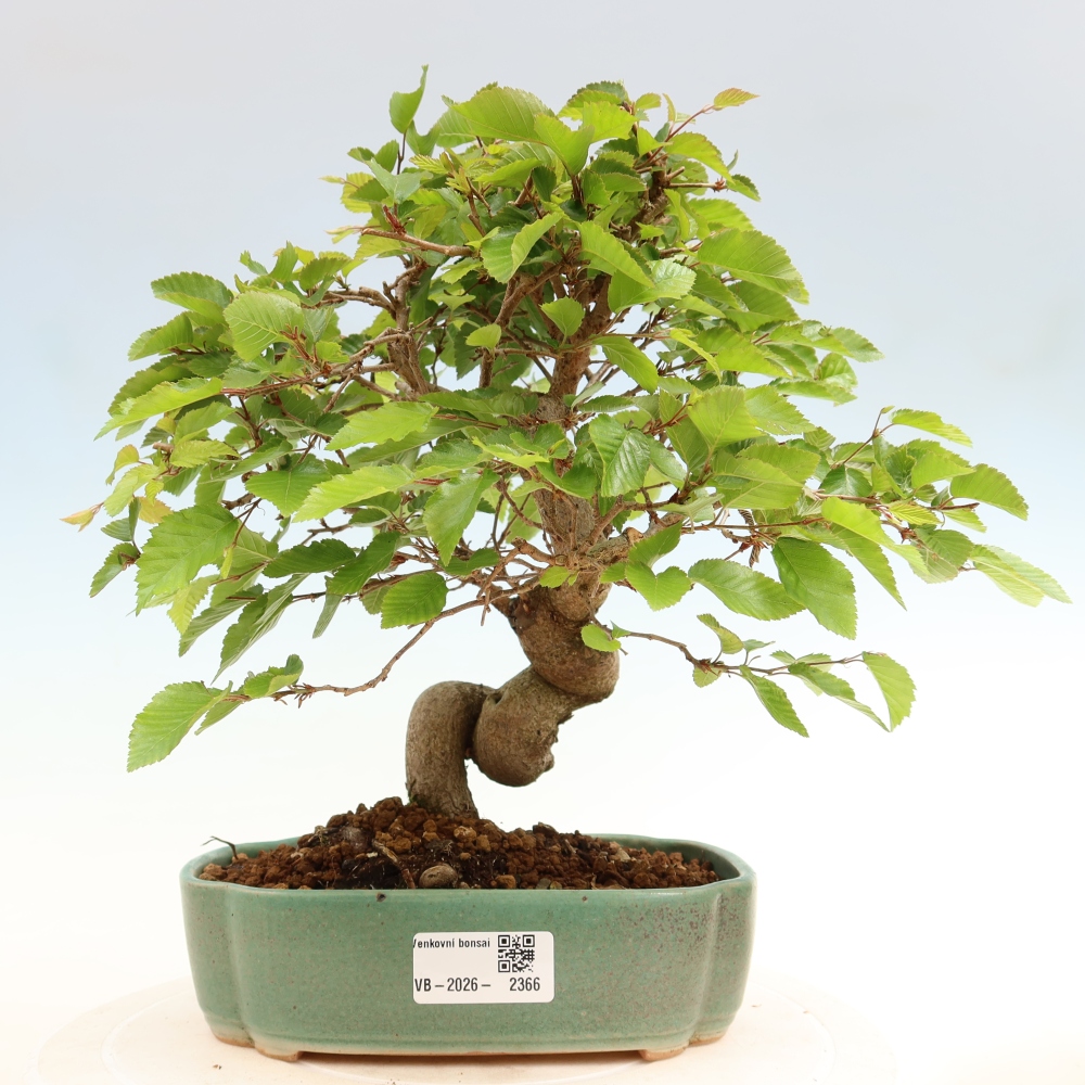 Bonsai voor buiten -Carpinus Coreana - Koreaanse haagbeuk