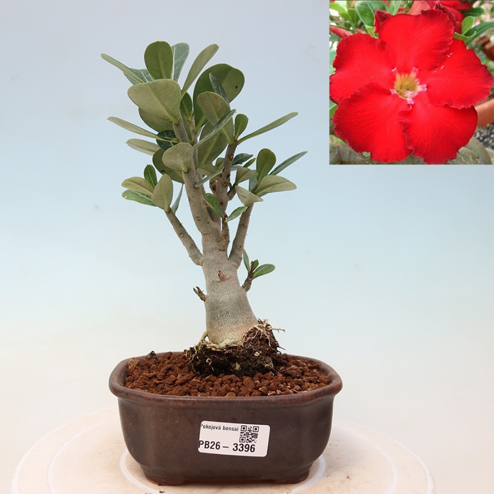 Kamerbonsai - Adenium obesum Red Star - Woestijnroos
