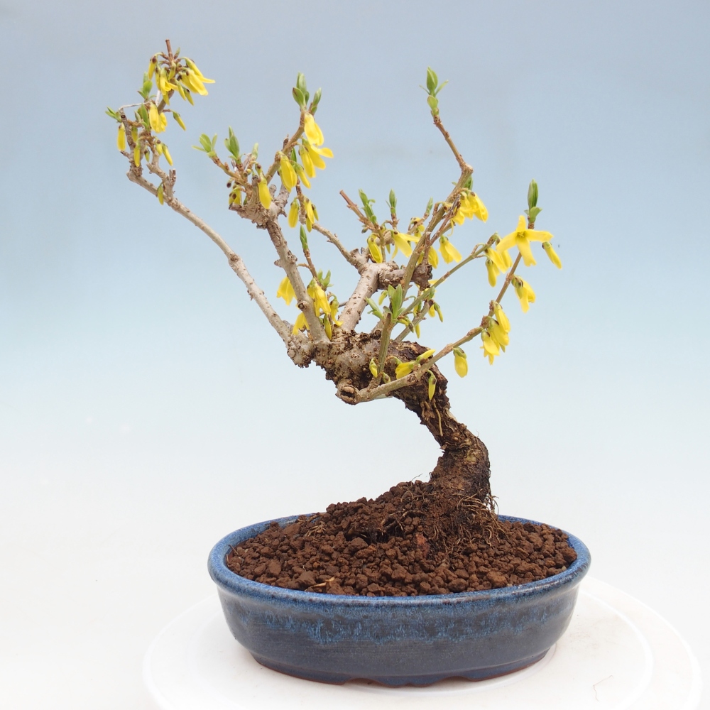 Bonsai voor buiten - Zlatice - Forsythia koreana
