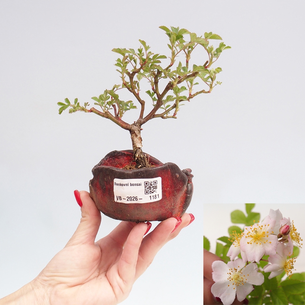Bonsai voor buiten - Rosa sp. - kleinbloemige roos