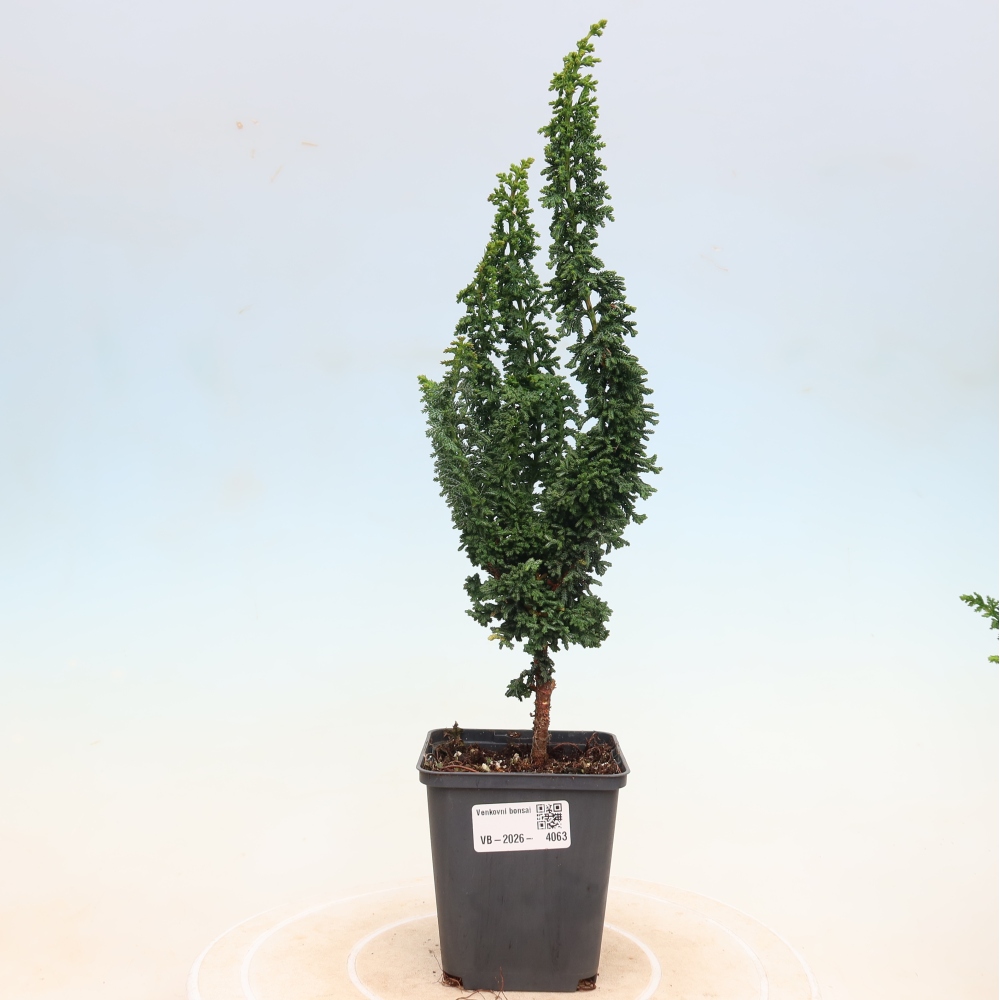 Bonsai voor buiten - Cham. obtusa SEKKA HINOKI - Cipres
