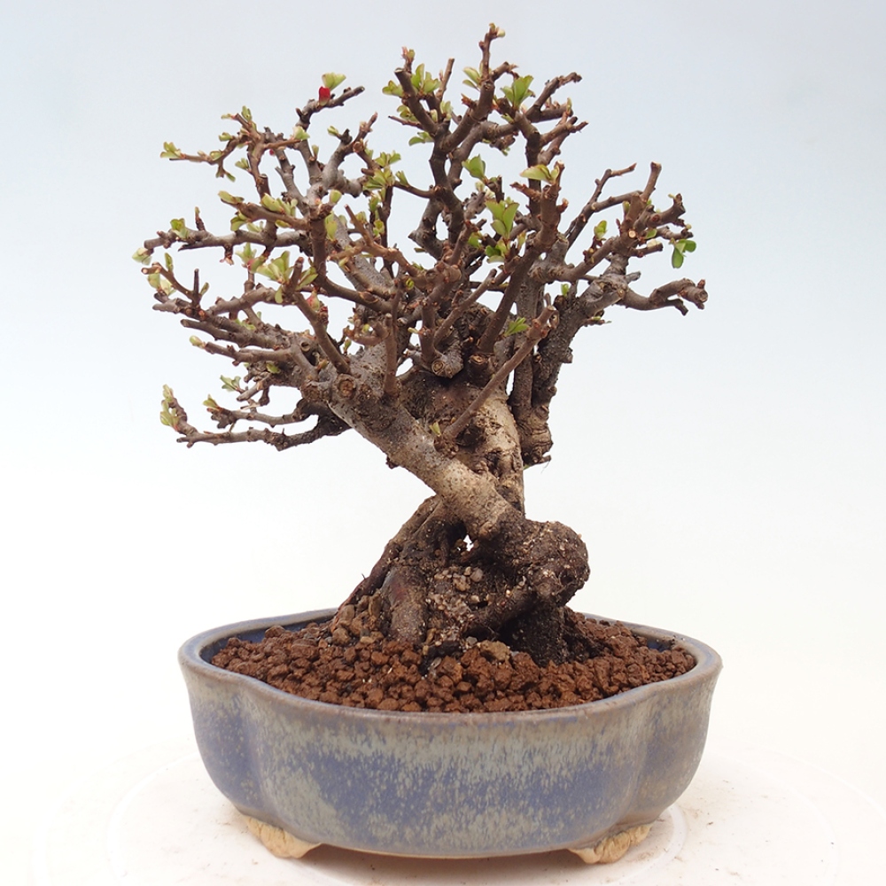 Bonsai voor buiten - Chaneomeles speciosa - Kweepeer
