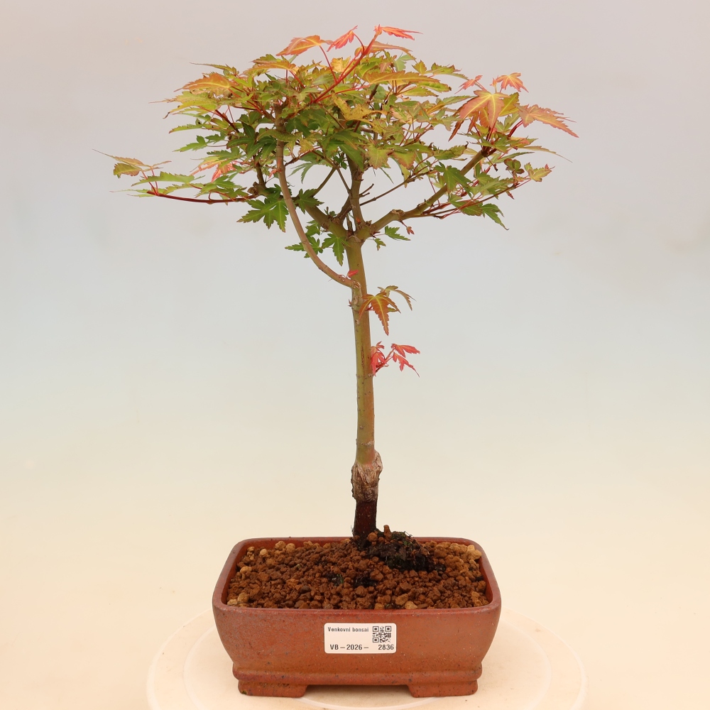 Noorse esdoorn - Acer palmatum Beni Tsukasa