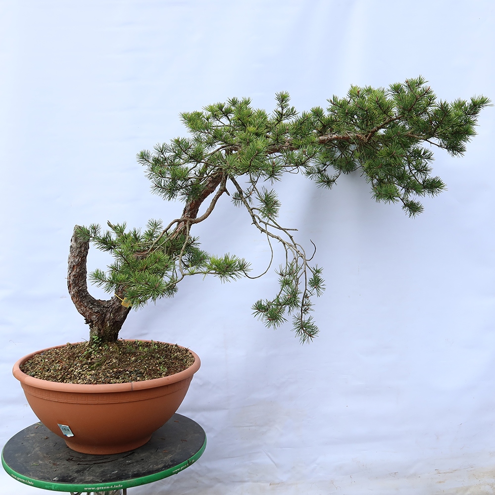 Pinus sylvestris Spanje - grove den