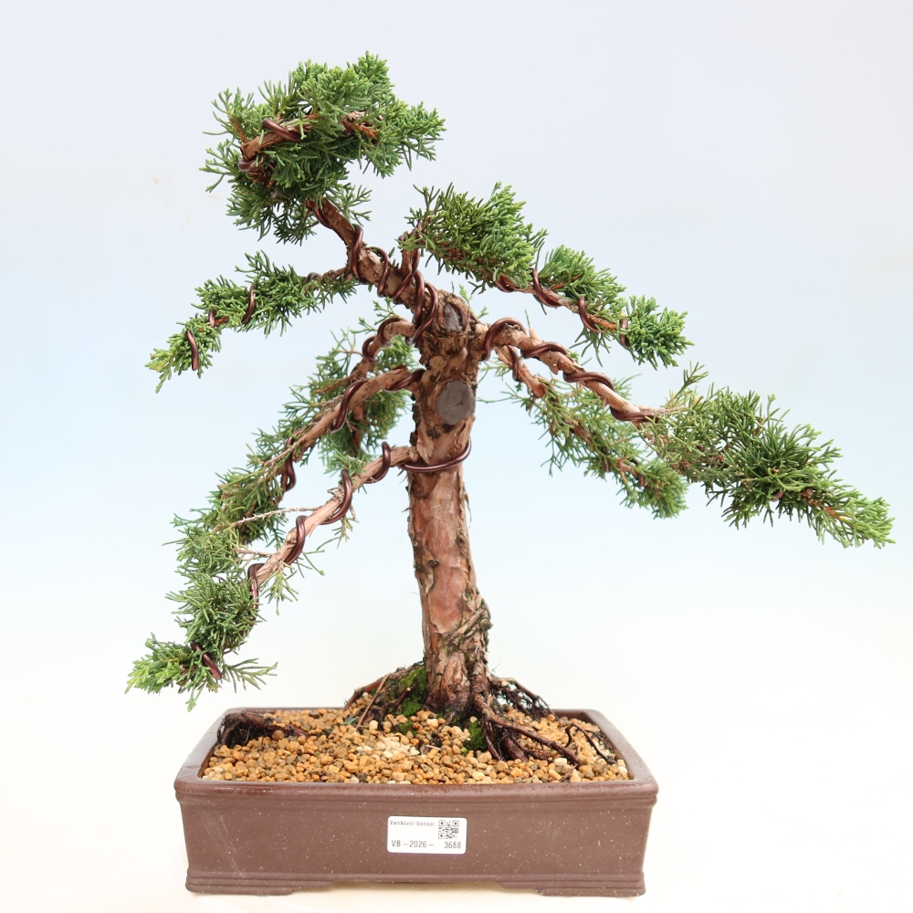 Bonsai voor buiten - Juniperus chinensis Kishu