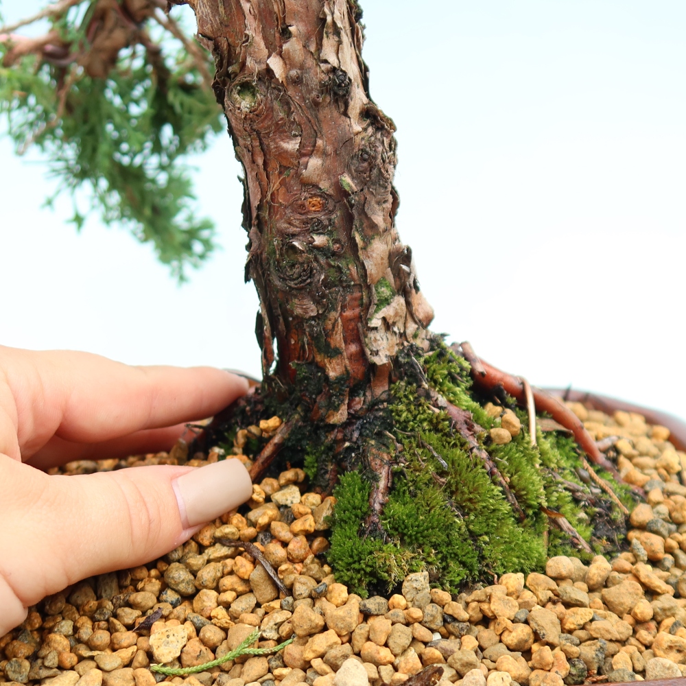 Bonsai voor buiten - Juniperus chinensis Kishu