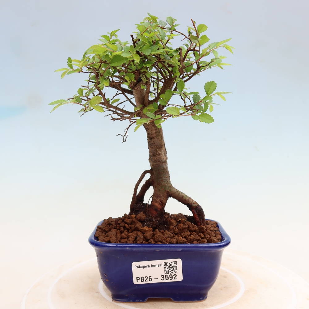 Kamerbonsai - Ulmus parvifolia - Winteriep