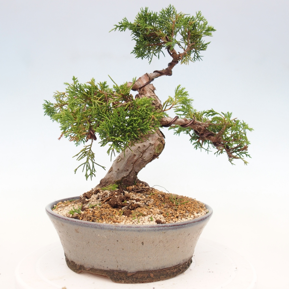 Bonsai voor buiten - Juniperus chinensis Itoigawa