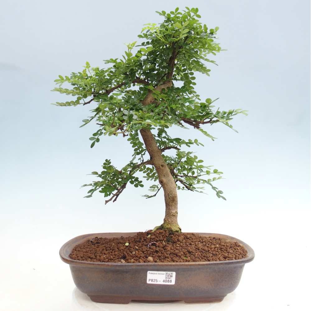 Kamerbonsai - Zantoxylum piperitum - peperboom