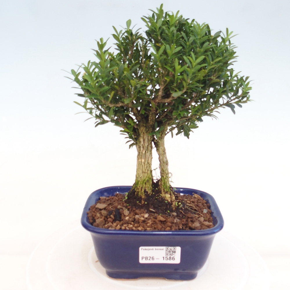 Kamerbonsai - Buxus harlandii - kurk buxus