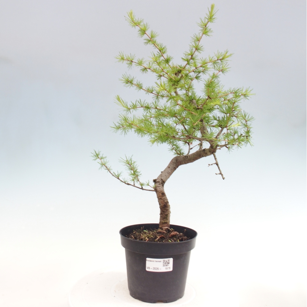 Bonsai voor buiten -Larix decidua - Lariks