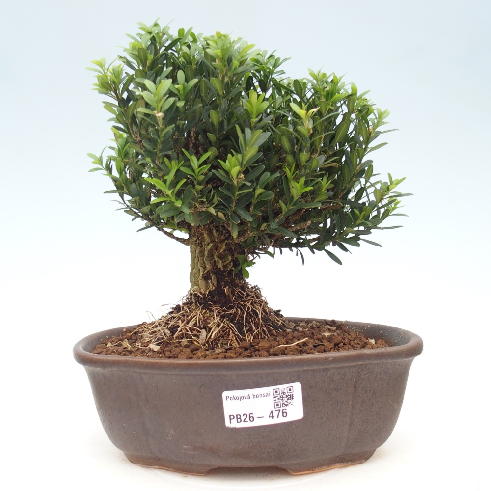 Kamerbonsai - Buxus harlandii - kurk buxus