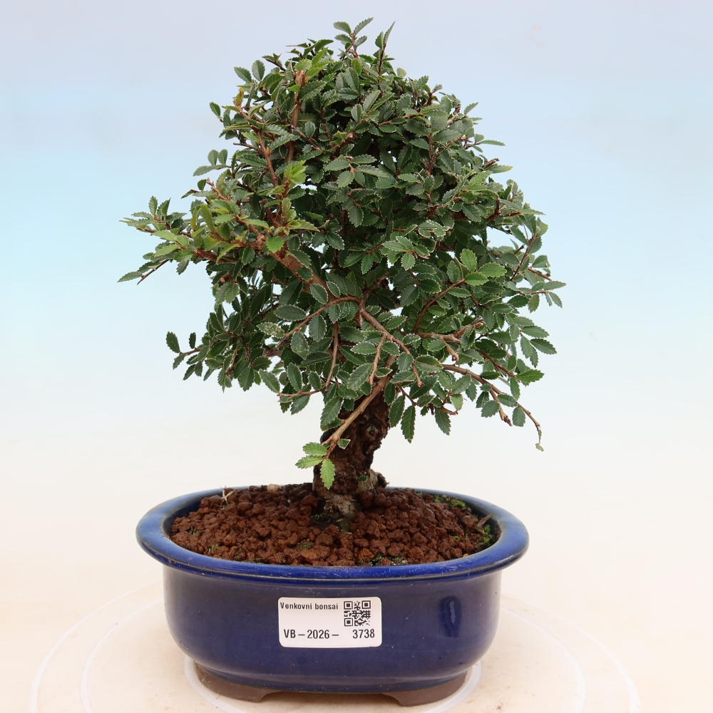 Bonsai voor buiten - Zelkova - Zelkova NIRE