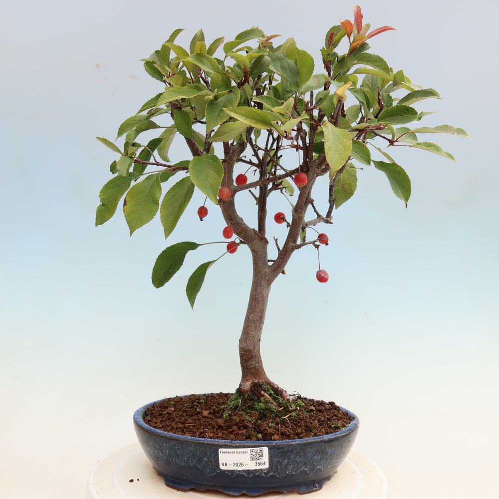 Bonsai voor buiten -Malus domestica - Roodbladige appelboom met kleine vruchten