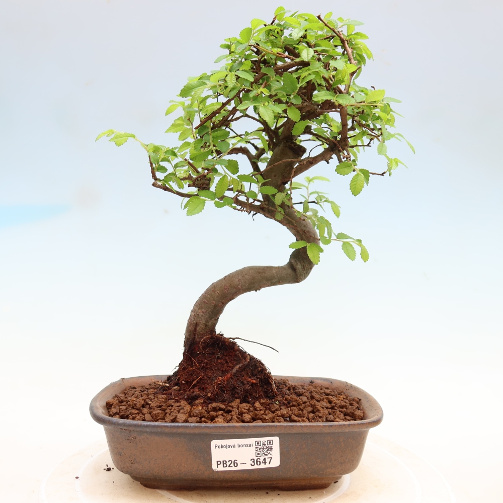 Kamerbonsai - Ulmus parvifolia - Winteriep