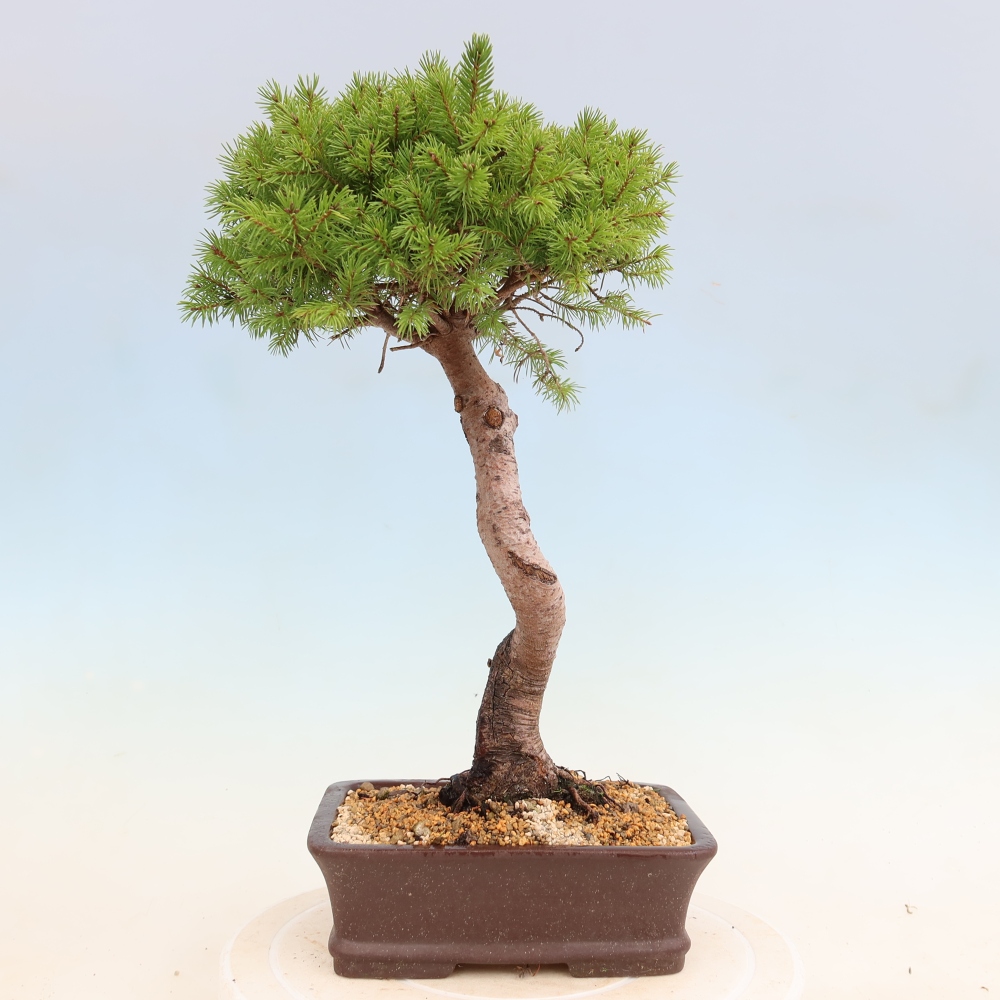 Bonsai voor buiten - Gewone spar - Picea glauca bol