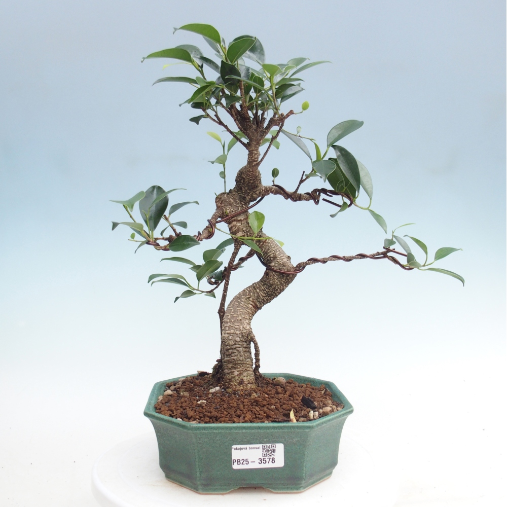 Kamerbonsai - Ficus retusa - kleinbladige ficus