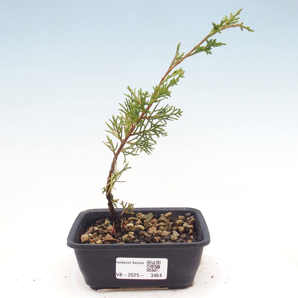 Bonsai voor buiten - Juniperus chinensis Itoigawa