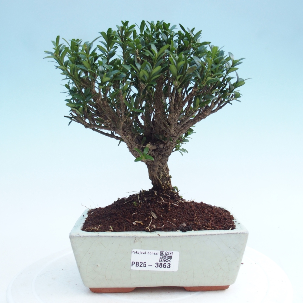 Kamerbonsai - Buxus harlandii - kurk buxus