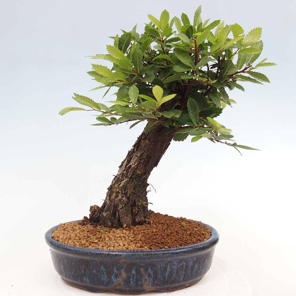 Bonsai voor buiten - Zelkova - Zelkova NIRE
