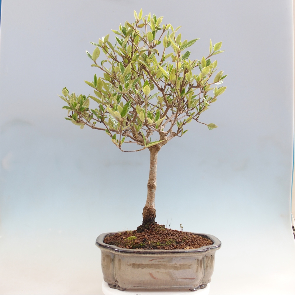 Buitenbonsai-Kalina Bodnanská - Viburum carlesii hemsi - alleen persoonlijk afhalen of palletvervoer