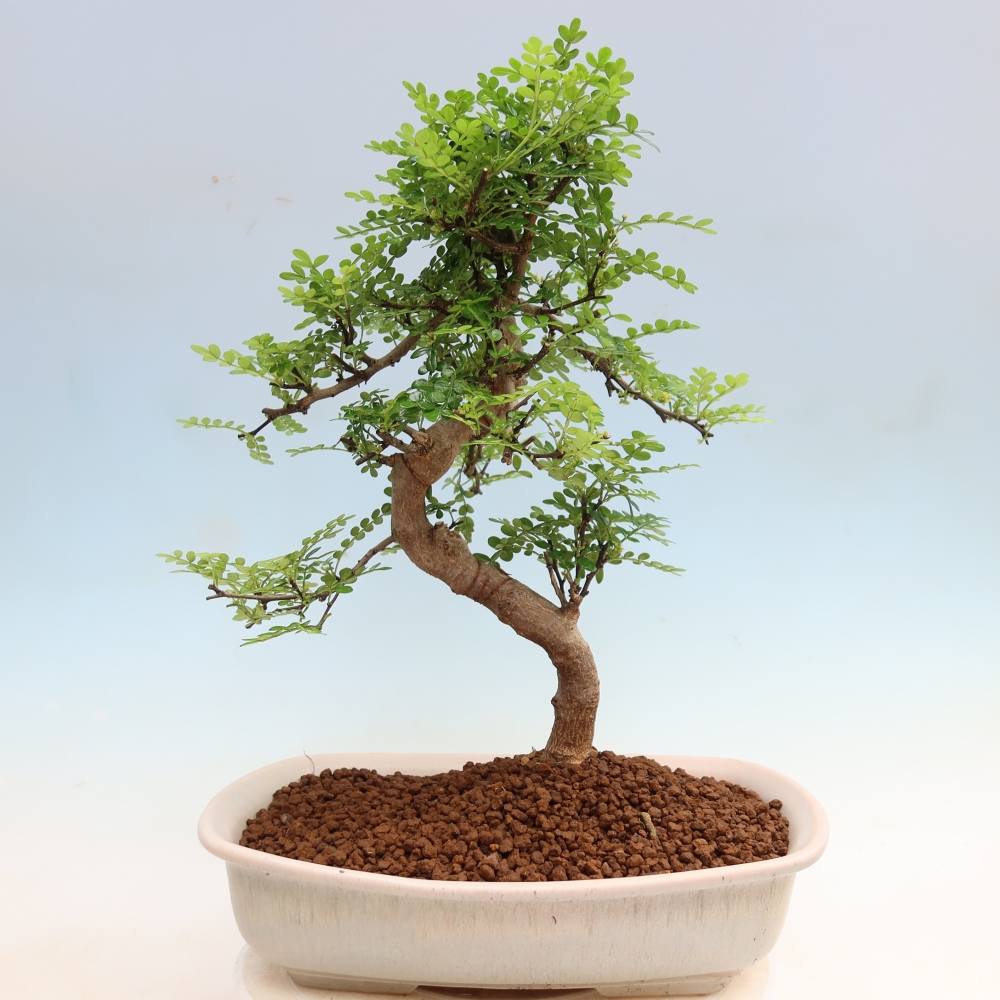 Kamerbonsai - Zantoxylum piperitum - peperboom