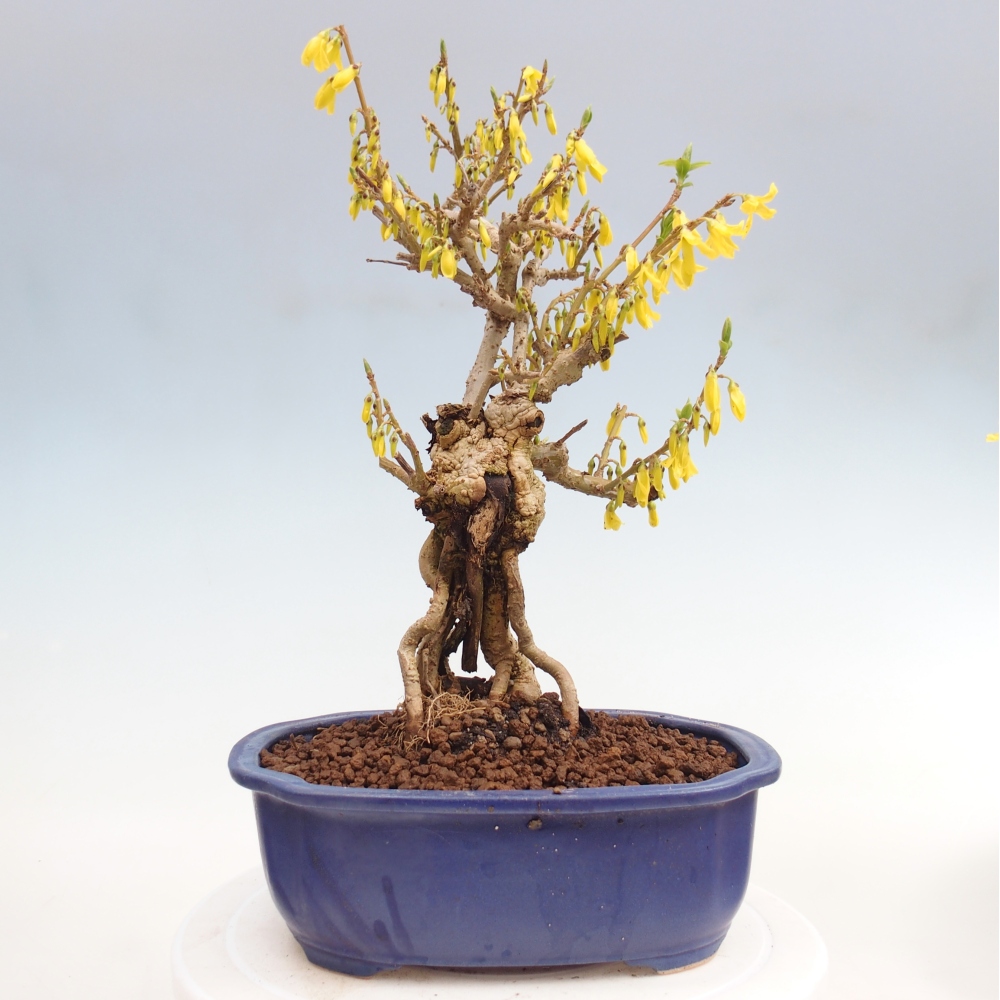 Bonsai voor buiten - Zlatice - Forsythia koreana