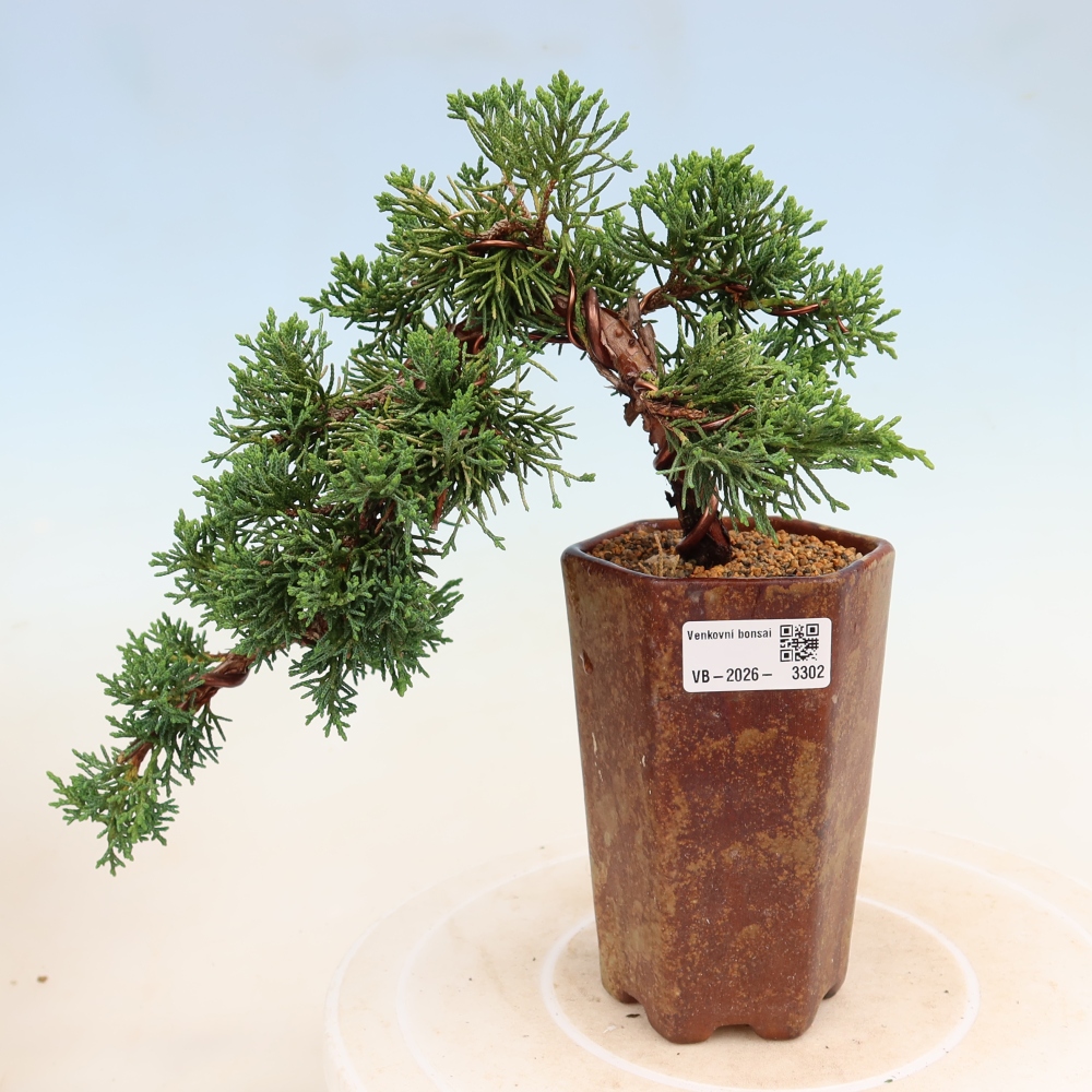 Bonsai voor buiten - Juniperus chinensis Kishu