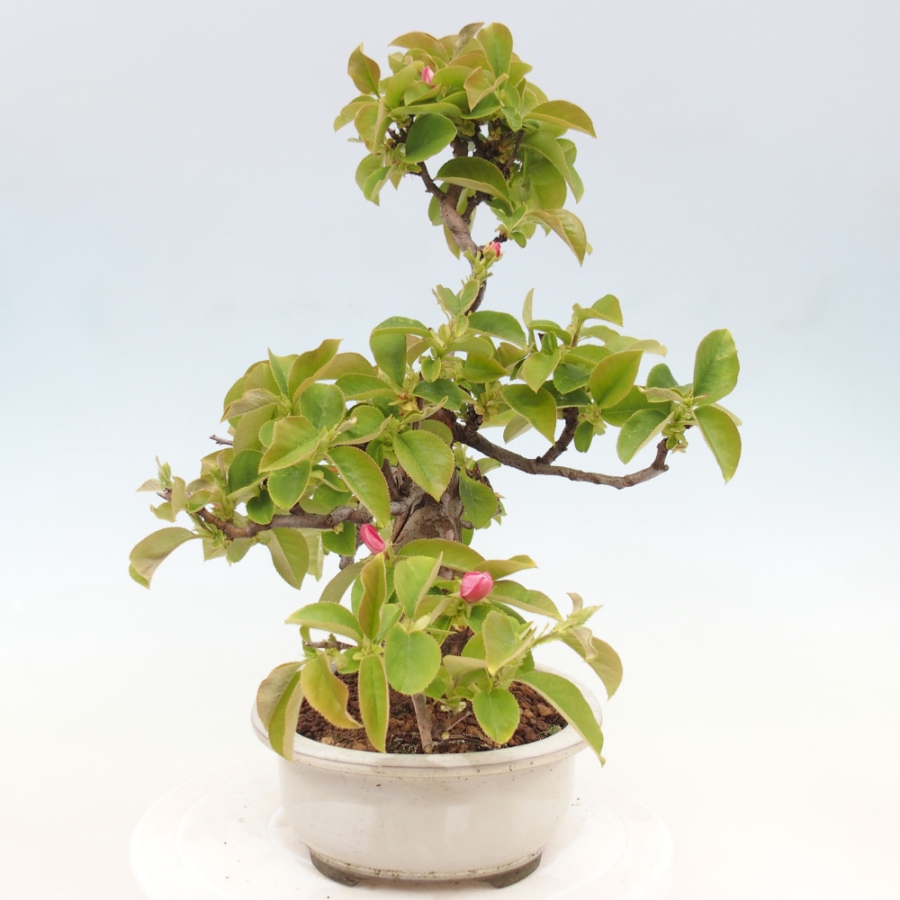 Bonsai voor buiten - Pseudocydonia sinensis - Chinese kweepeer