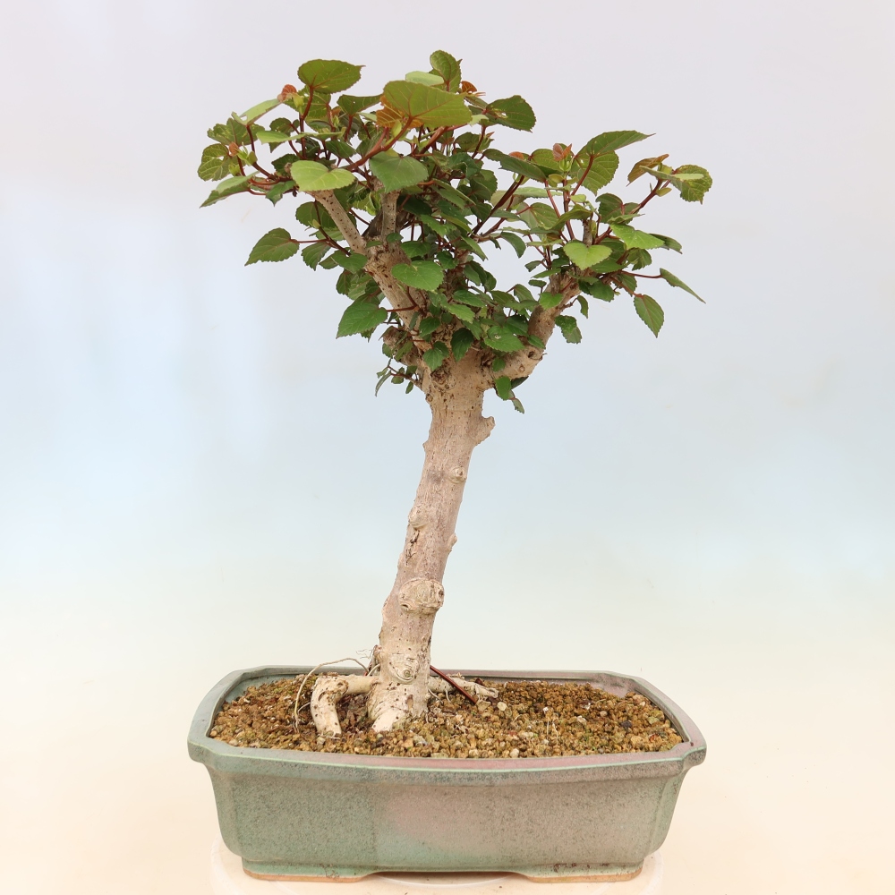 Bonsai voor binnen - Hibiscus tiliaceus - Zee Hibiscus